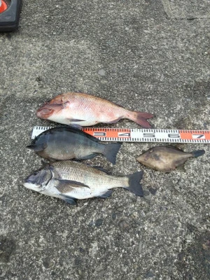 渡船 まさ丸の2026年2月10日(火)2枚目の写真