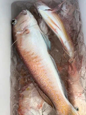 恵漁丸の2026年2月10日(火)1枚目の写真