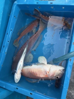 恵漁丸の2026年2月10日(火)2枚目の写真