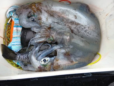 天竜丸の2026年2月11日(水)3枚目の写真