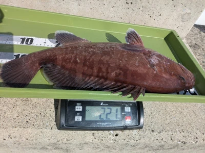 臼井丸の2026年2月10日(火)3枚目の写真