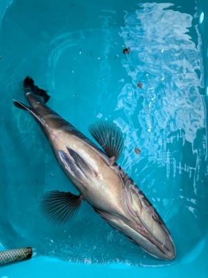 臼井丸の2026年2月10日(火)5枚目の写真