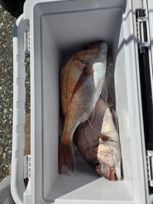 富士丸の2026年2月1日(日)4枚目の写真