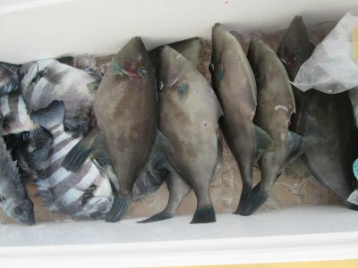 松福丸の2026年1月19日(月)1枚目の写真