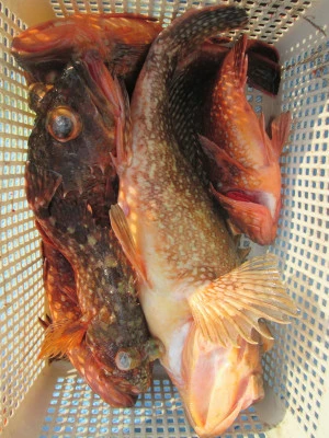 松福丸の2026年1月19日(月)5枚目の写真