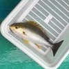 谷口釣船の2026年2月12日(木)4枚目の写真