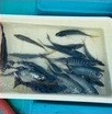 谷口釣船の2026年2月12日(木)5枚目の写真