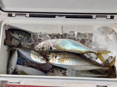 釣船 五郎丸の2026年2月12日(木)2枚目の写真