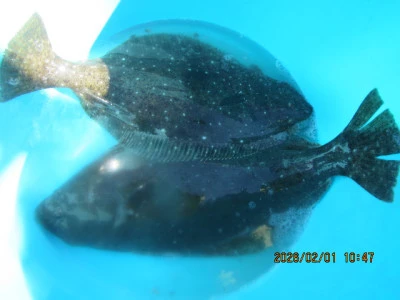 大洗丸の2026年2月13日(金)2枚目の写真