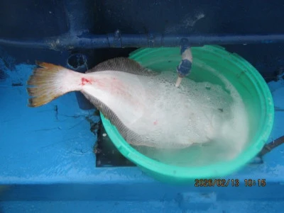 大洗丸の2026年2月13日(金)3枚目の写真