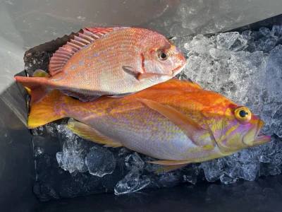 愛昌丸の2026年2月13日(金)2枚目の写真