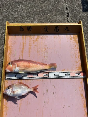 愛昌丸の2026年2月13日(金)4枚目の写真