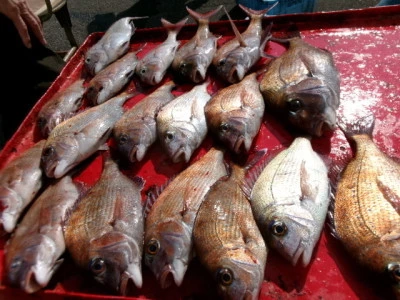 奥村釣船の2026年2月13日(金)4枚目の写真