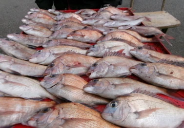 奥村釣船の2026年2月12日(木)3枚目の写真