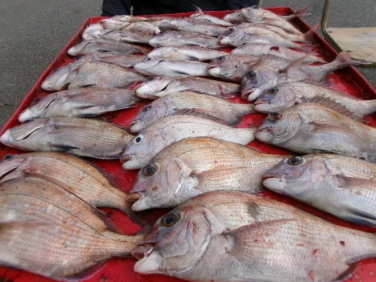 奥村釣船の2026年2月12日(木)4枚目の写真