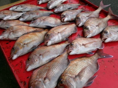 奥村釣船の2026年2月12日(木)5枚目の写真