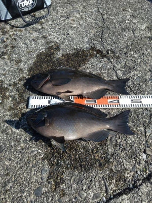 渡船 まさ丸の2026年2月13日(金)1枚目の写真