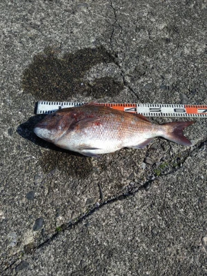 渡船 まさ丸の2026年2月13日(金)2枚目の写真