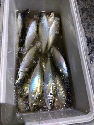 優幸丸の2026年2月13日(金)1枚目の写真