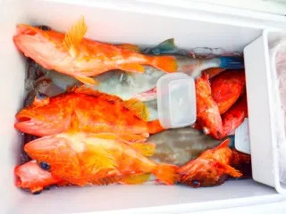 せきおう丸の2026年2月5日(木)4枚目の写真