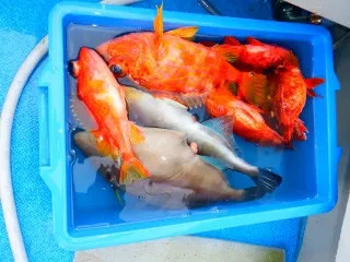 せきおう丸の2026年2月5日(木)5枚目の写真