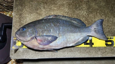 前田渡船の2026年2月5日(木)1枚目の写真