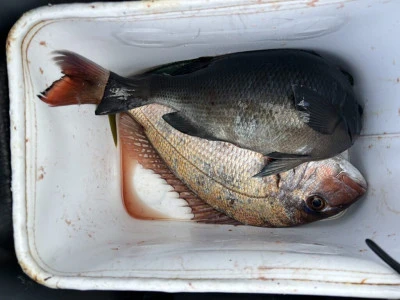 前田渡船の2026年2月5日(木)2枚目の写真