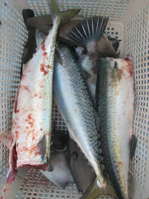 松福丸の2026年2月13日(金)3枚目の写真