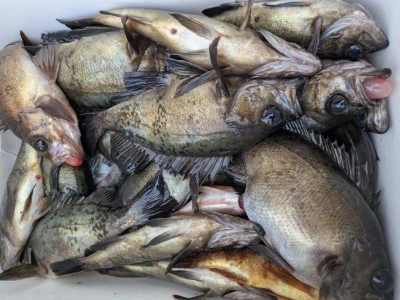 黒岩フィッシングサービスの2026年2月10日(火)1枚目の写真