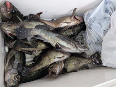 黒岩フィッシングサービスの2026年2月10日(火)2枚目の写真