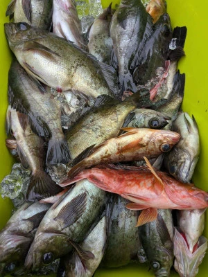 黒岩フィッシングサービスの2026年2月10日(火)3枚目の写真