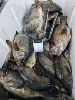 黒岩フィッシングサービスの2026年2月10日(火)4枚目の写真