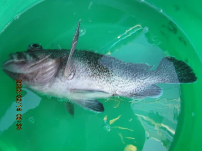 大洗丸の2026年2月14日(土)3枚目の写真