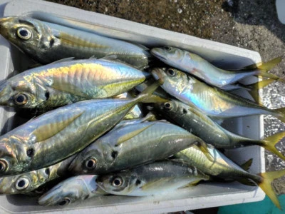 勘次郎丸の2026年2月14日(土)5枚目の写真