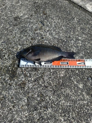 渡船 まさ丸の2026年2月14日(土)1枚目の写真