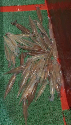 佑美丸の2026年2月12日(木)1枚目の写真