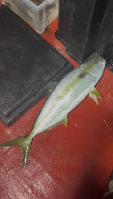 佑美丸の2026年2月12日(木)2枚目の写真