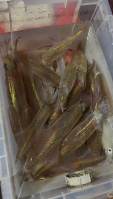 佑美丸の2026年2月12日(木)3枚目の写真