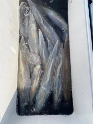 大春丸の2026年2月15日(日)5枚目の写真