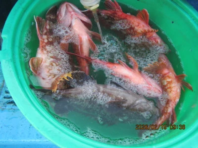 大洗丸の2026年2月15日(日)2枚目の写真