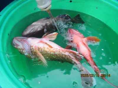 大洗丸の2026年2月15日(日)3枚目の写真