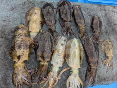 日正丸の2026年2月15日(日)2枚目の写真