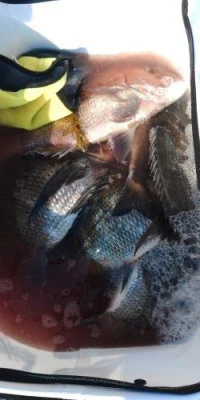 瀬渡し 浜栄丸の2026年2月15日(日)5枚目の写真