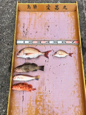 愛昌丸の2026年2月15日(日)1枚目の写真