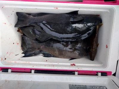 ながはま渡船の2026年2月14日(土)1枚目の写真