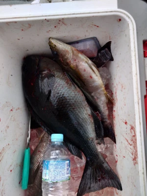 ながはま渡船の2026年2月14日(土)3枚目の写真