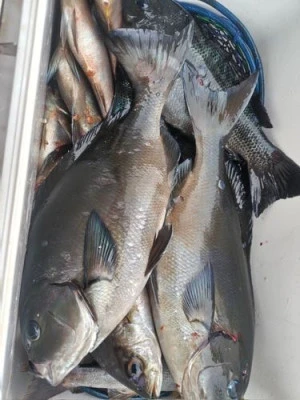 金盛丸の2026年2月14日(土)2枚目の写真