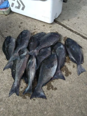 中山総合釣センター・海遊の2026年2月15日(日)1枚目の写真