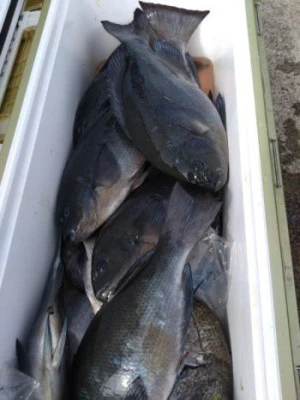 中山総合釣センター・海遊の2026年2月15日(日)2枚目の写真