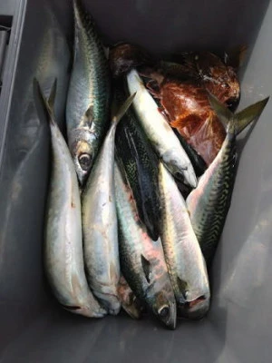 中山総合釣センター・海遊の2026年2月15日(日)3枚目の写真